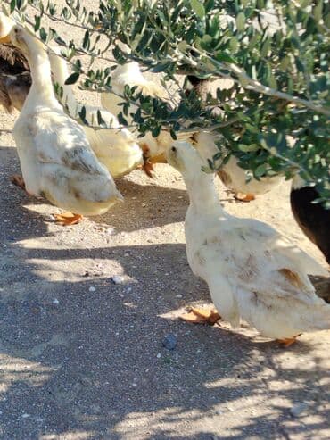 ördək neçə günə bala çıxarır: Sadəcə ağlar ördəkkər satılır 6 aylıqdır — 8