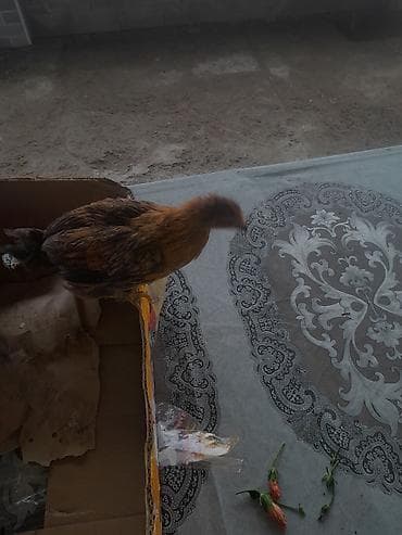 Toyuq cücələri, Damazlıq lalafo.az -da Toyuq cücələri, Damazlıq