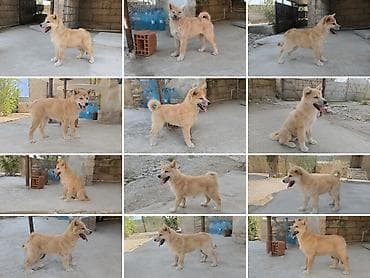 avcarka type 1: Akita-inu, Peyvəndli — 5
