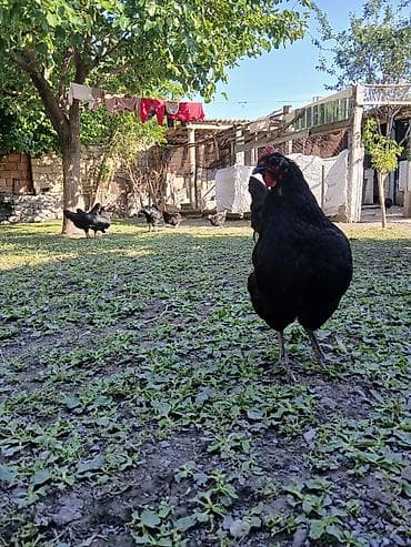 qurd basar: Avstrolorp ailesi 1 xoruz 2 fere qurd dermani cicek vaksini. Cumo — 2