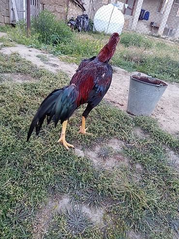 permanent qas tuk effekti: Heyrati bece 8 ayliqdi — 2