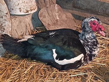 Akvariumlar: Erkək, | Lal ördək, Ətlik — 2