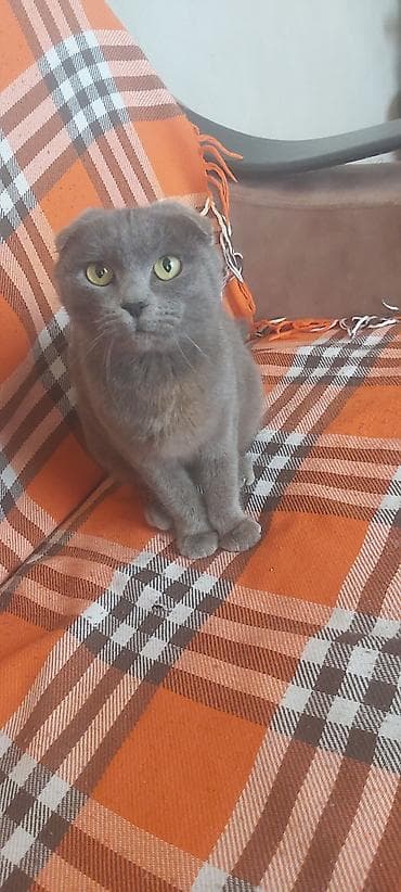 Quşlar: Şotland — 1