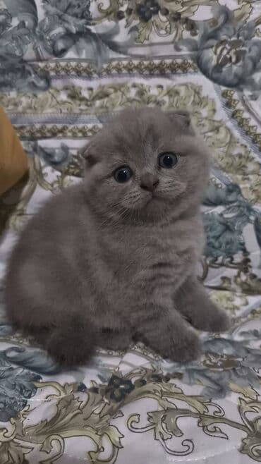 şotlan pişik: Şotland yastı qulaq, Erkək, Dişi, Yaxşı əllərə, Ünvandan götürmə, Pulsuz çatdırılma, Ödənişli çatdırılma — 5