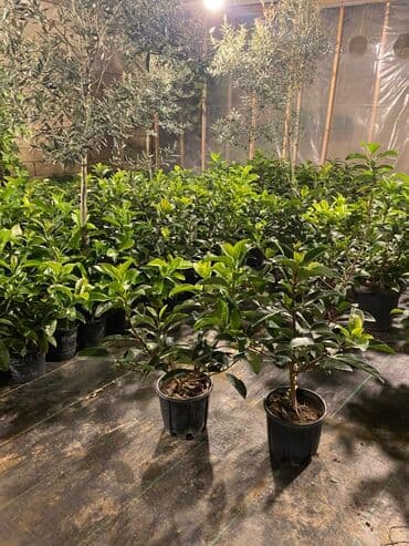 gül toxumları satışı: Dekorativ çöl bitkilərinin satışı və Sifarişlə yetişdirilməsi.Satış — 25