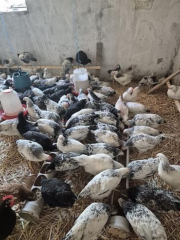 qoyun satisi 2023: Toyuq cücələri, Damazlıq — 3