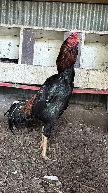 heyvanlar və balaları: Cins: Uzunboylu döyüş tipli xoruz (şamo/aze tipli görünüş) Rəng: Qara — 2