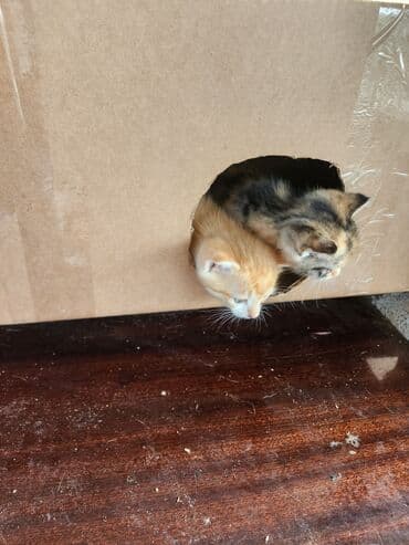 сколько стоит котёнок: Самка — 8