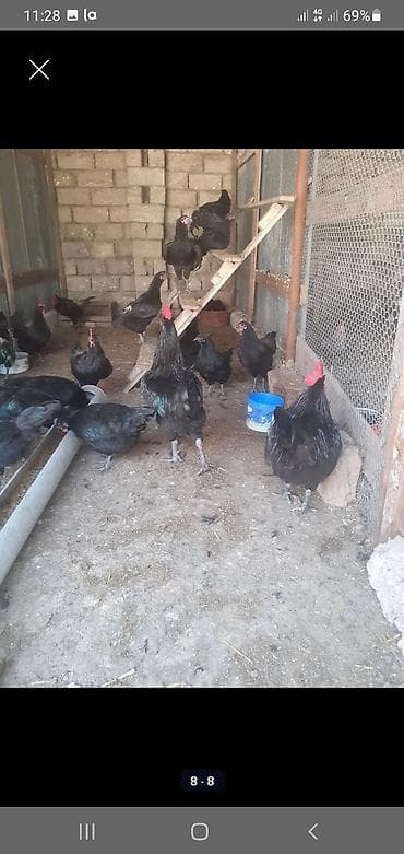 norka heyvan: Toyuq, Australorp, Damazlıq — 4