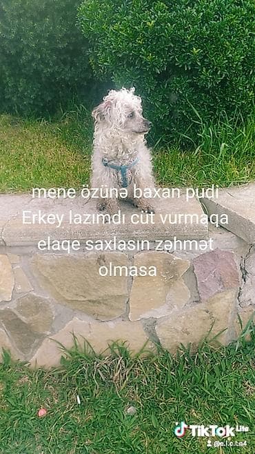 xaski itləri: Pudel, Dişi, Cütləşmə üçün — 2