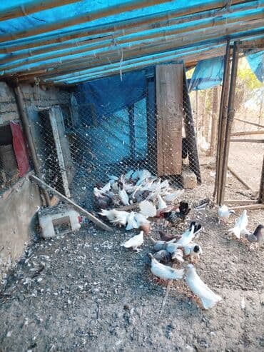 donuz balası: Məhsul: Ev quşları üçün müxtəlif cins və rəngdə göyərçin sürüsü kom200 — 4