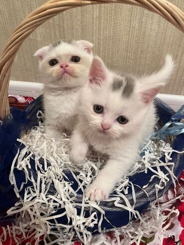 it pişik: Şotland yastı qulaq — 2