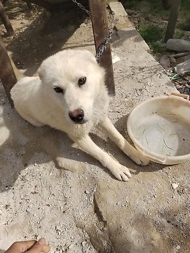 haski itləri: Xaski, 7 ay, Dişi, Peyvəndli, Ünvandan götürmə — 4