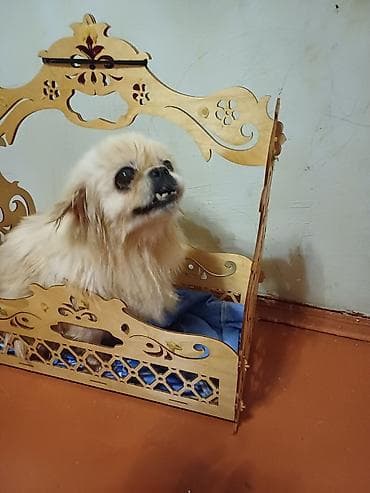 Gəmiricilər: Pekines, 1 il, Dişi, Peyvəndli, Ünvandan götürmə — 2