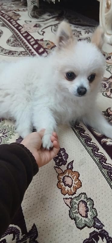 alabaý itleri: Şpitz — 3