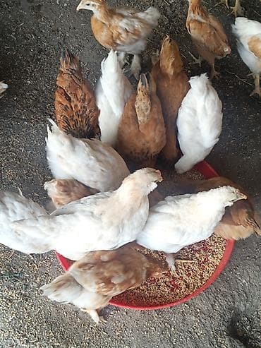 qus satisi: 2 ayliq etlik ve yumurtaliq cins colpalar,saqqali,ayagi tuklu ela — 5