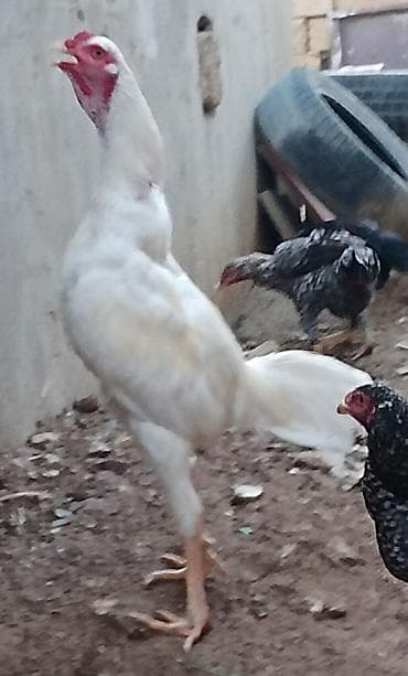 Xoruz, il: 1, Ünvandan götürmə