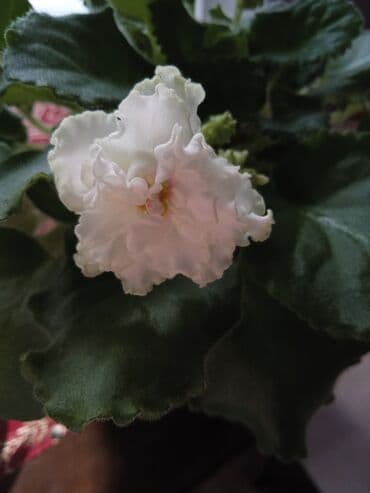 orxideya gülünün qiyməti: Цветущие фиалки.По 8м — 7