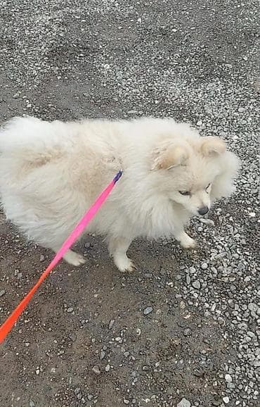 it satisi baki: Şpitz, 8 ay, Dişi, Peyvəndli, Ünvandan götürmə, Ödənişli çatdırılma — 2