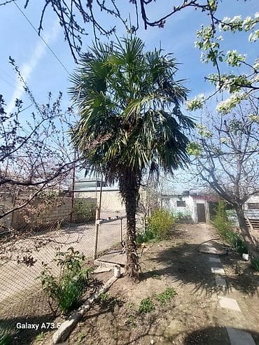 leylandra agaci: Trachycarpus fortunei (Kənarları pərli xurma/pal­ma) – həyət və bağlar — 1