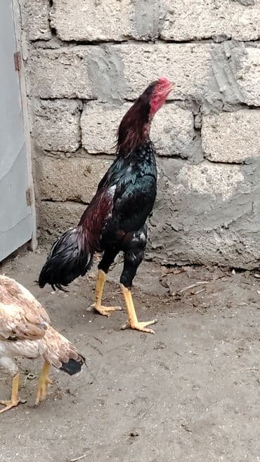 Hummer: Aseel tipli cücərdən xoruz (gənc). Uzun ayaqlı, güclü skeletli, sərt — 1