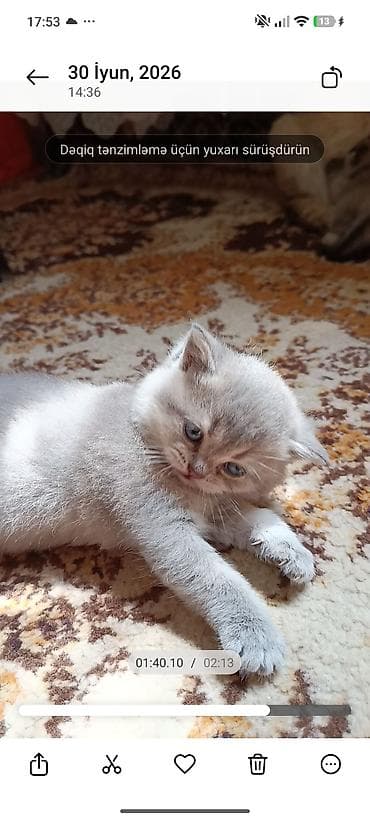pişik şotlan: Şinşilla — 4
