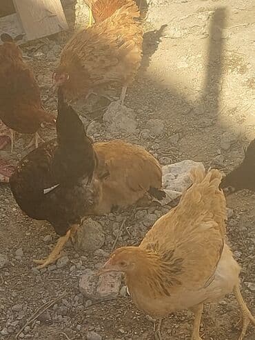 хаски цена в баку: Курица, Для мяса, Самовывоз — 1