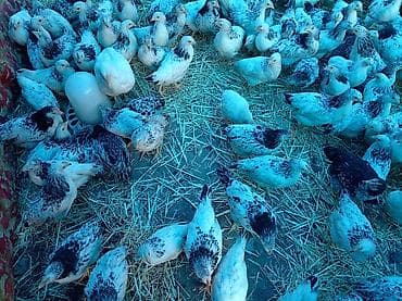 Toyuq cücələri, Ətlik, Ünvandan götürmə lalafo.az -da Toyuq cücələri, Ətlik, Ünvandan götürmə