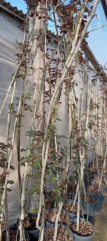 divar kaqizlari: Məhsul: Dırmaşan/kolgötürən gül (sarmaşıq qızılgül) şitilləri – qabda — 2