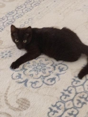 İtlər: Yaxşı əllərə — 4