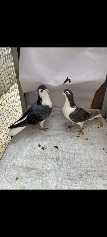 qasqaldag qusu: 3 eded delfin 1 cütdür bala verir saglam heyvanlardir 3 ededi 45 manat — 3