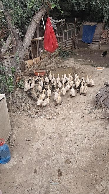 ankona toyuq: Avqustun 6 da çixan PEKİN ÖRDƏK BALALARI SATILIR 40 ƏDƏD UNVAN QARADAǦ — 6