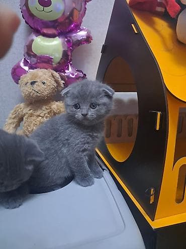 Digər heyvanlar: Britan — 10