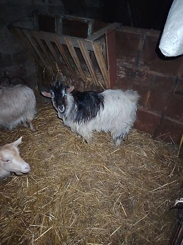 çəpiş əti: Erkək, il: 1, Damazlıq — 3