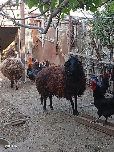bogaz qoyun: Qarabaş (yerli) qoyunlar – ana damazlıq üçün - Cins/type: qarabaş — 2
