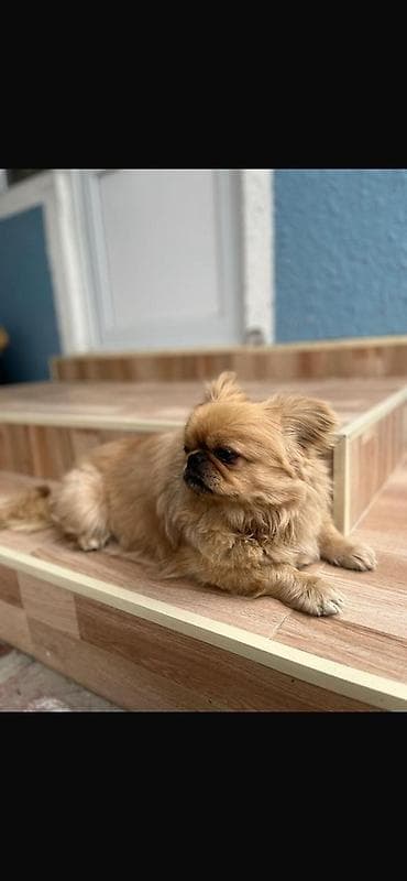 çin aslani: Pekines — 1