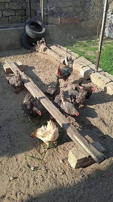 toyuq adları: Toyuq, Yumurtalıq — 2