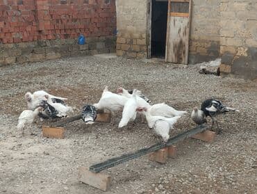 hinduşka əti qiyməti: Quşlar Gilezidedi hamsi bir yerde 35 den satilir kimese 2.3 dene — 4