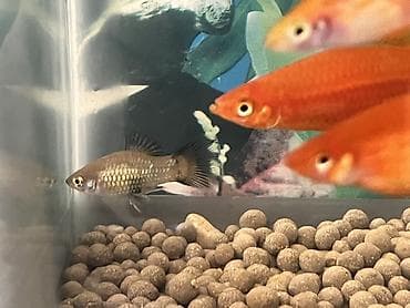 satiliq inekler: Sülhsevər, Ünvandan götürmə — 4