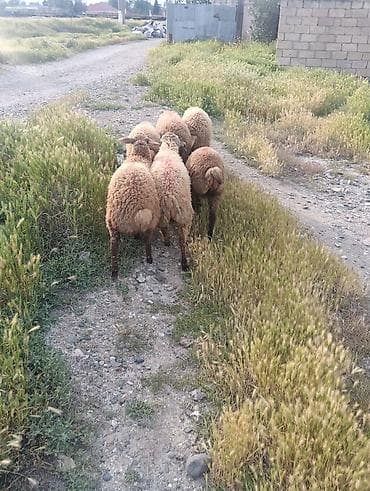 qoclar: Qurbanliq quzular 6 ədədi böyuk buynuzlu satilmir 2 erkəy 4 dişi kom — 9