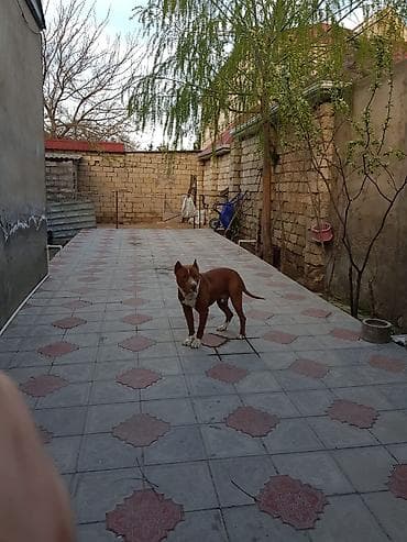 zigda satilan heyet evleri: 2 kv. m, 3 otaqlı, İşıq — 4