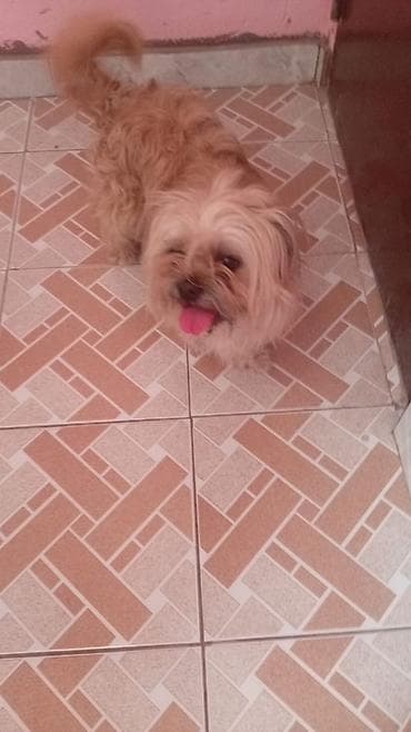 it gəncə: Erkek, Peyvəndli, Ünvandan götürmə, Pulsuz çatdırılma — 2