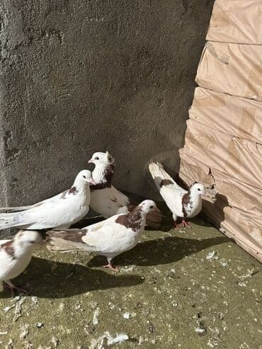 Digər heyvanlar: Məhsul: Poçt/oyun göyərçinləri dəsti - Növ: Göyərçinlər (ağ rəng — 4