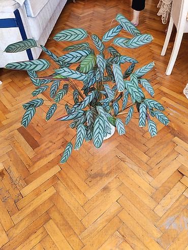 lambir olculeri: Calathea (Ctenanthe/“Prayer plant” tipli) dekorativ otaq bitkisi - — 1
