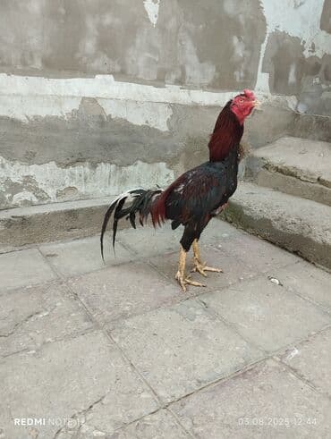 ingilis setteri it cinsinin digər adı nədi: Xoruz, Heyratı, il: 1, Ünvandan götürmə — 2