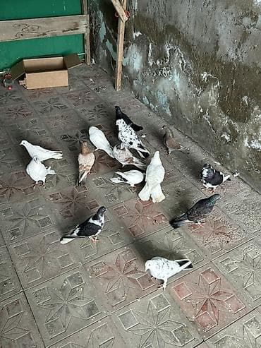 goyərcinler: 12 dene quwdu kom 7 manatdan tergzme heyvanlardi — 3