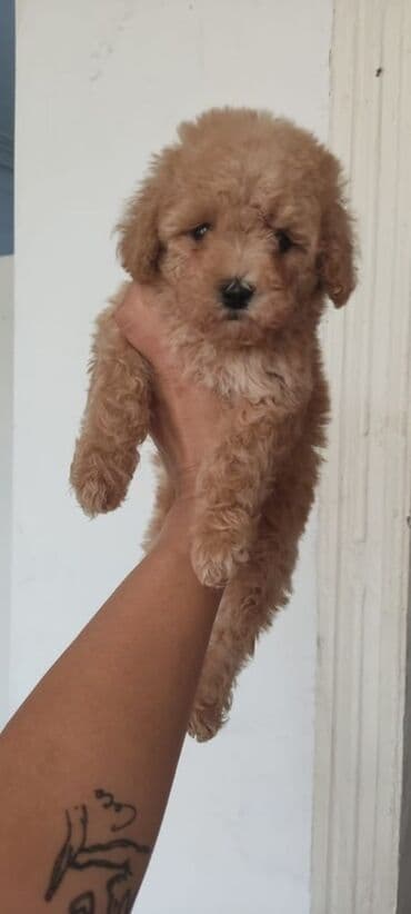 щенок в добрые руки: Пудель — 3