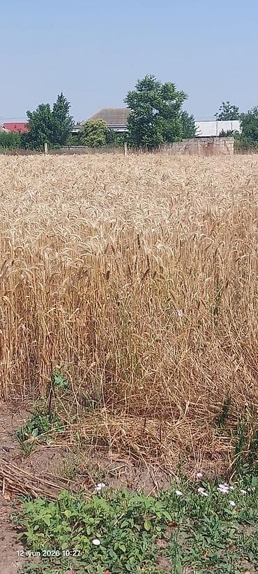 buket şekilleri: Məhsul: ARPA (taxıl) Super Arpa Təsvir: - Fotolarda yetişmiş arpa — 3