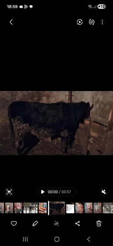 erkey danalar: Qeseng erkek dana super aktiv danadır simental sahron qarısığı — 1