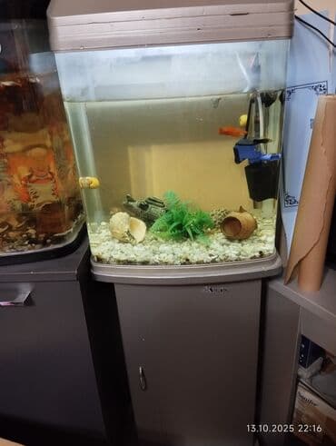 Quppi, Sülhsevər, Ünvandan götürmə lalafo.az -da Quppi, Sülhsevər, Ünvandan götürmə